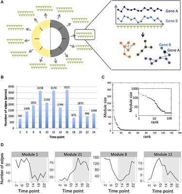 Co-expression Networks From Gene Expression Variability Between Genetically Identical Seedlings Can Reveal Novel Regulatory Relationships